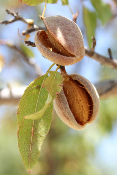 istock ripe almonds on the branch 1280119259