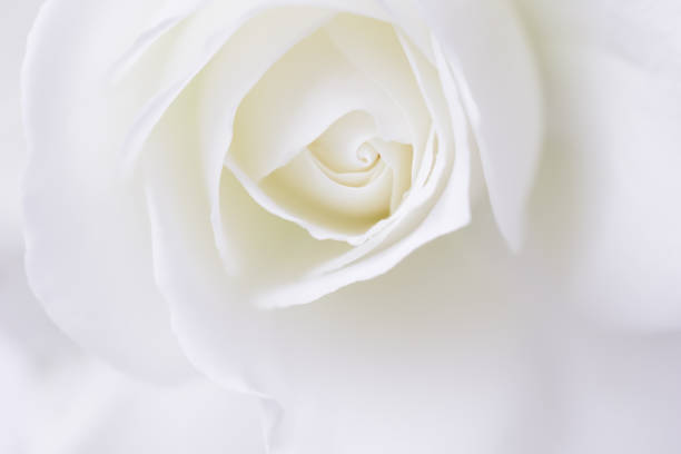 istock Abstract floral background, white rose flower petals. Macro flowers backdrop for holiday design. Soft focus 1280119319