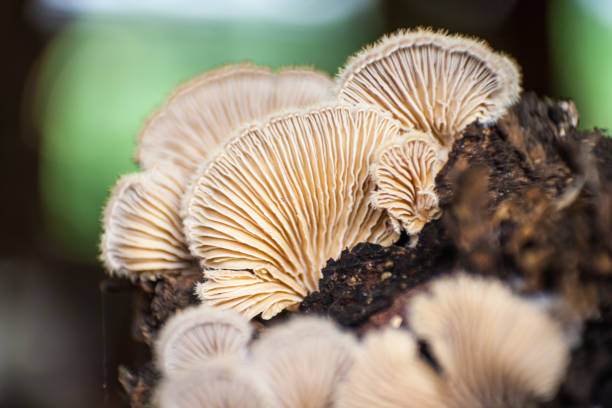 schizophyllum gemeinde der gespaltene kiemenpilz 8546 - wechselfarbiger speitäubling stock-fotos und bilder
