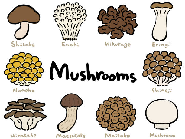 버섯 세트 :목판 인쇄와 같은 손으로 그린 벡터 그림 - 만가닥 버섯 stock illustrations