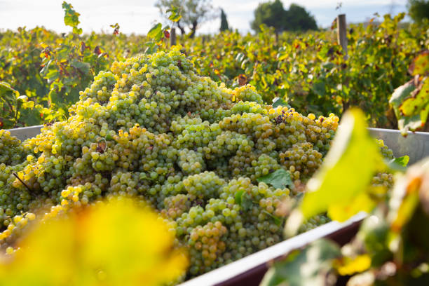 istock Heap of fresh ripe white grapes in vineyard 1280121098
