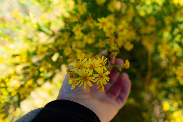 Madrid, San Sebastián de los Reyes pasture yellow flowers of Brassica carinata