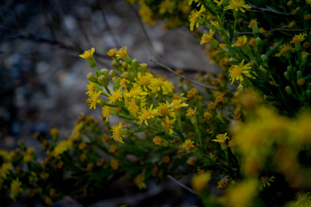 istock Brassica carinata wild flower 1280124161