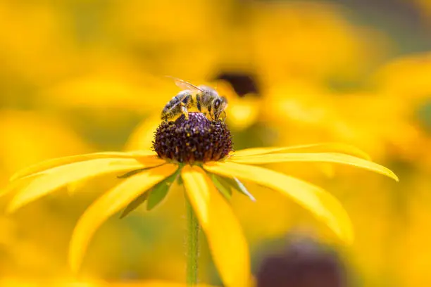Bee - Apis mellifera - pollinates a blossom of the orange coneflower - Rudbeckia fulgida"n