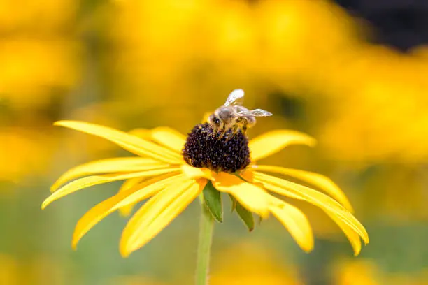 Bee - Apis mellifera - pollinates a blossom of the orange coneflower - Rudbeckia fulgida"n