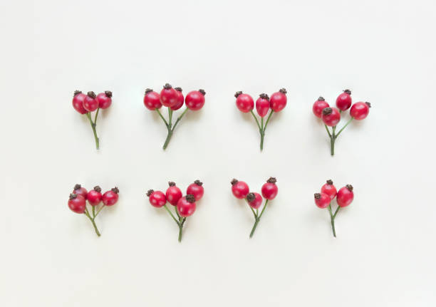 Rosehips branches on beige background. Symmetry flat lay.