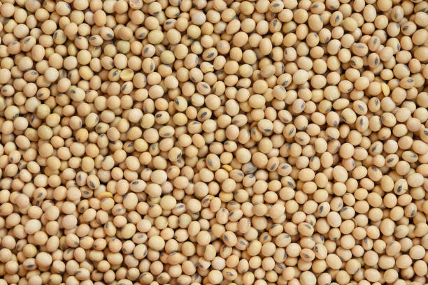 istock close up of soybeans 1280128441