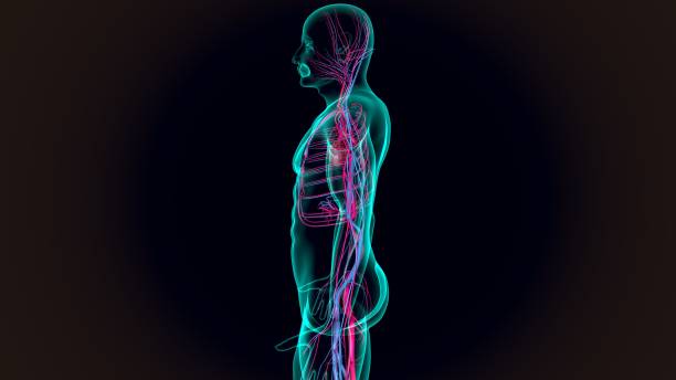 istock human heart with circulatory system anatomy.3d illustration 1280128492