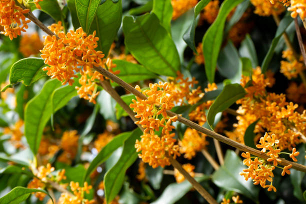 小さなオレンジ色の花が咲き乱れる金木犀のクローズアップ