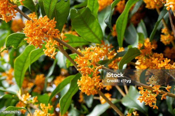 小さなオレンジ色の花が咲き乱れる金木犀のクローズアップ - モクセイのストックフォトや画像を多数ご用意 - モクセイ, オレンジ色, カラー画像