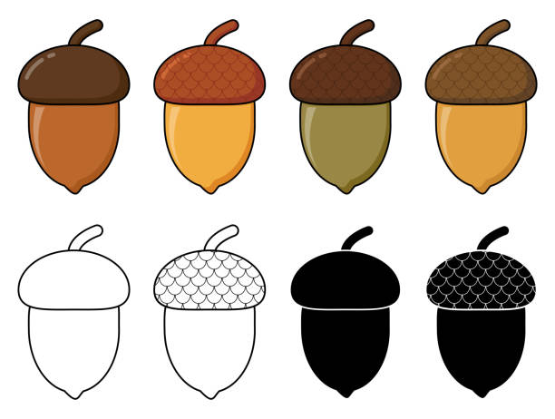 Acorn autumn drawing eps10 set. Oak nut cartoon illustration isolated on white.  Autumnal clip art with  oak tree fruits with cap. Oak acorns with shell seasonal graphic. Color, silhouette and outline Acorn autumn drawing eps10 set. Oak nut cartoon illustration isolated on white.  Autumnal clip art with  oak tree fruits with cap. Oak acorns with shell seasonal graphic. Color, silhouette and outline acorn stock illustrations