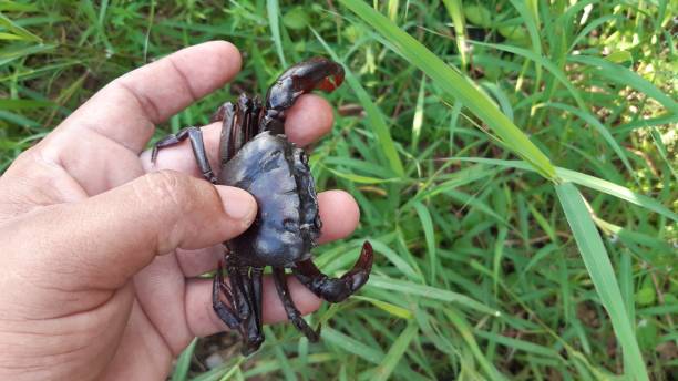 istock Field crab on the man's hand 1280130682