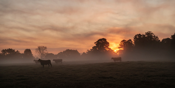 Beautiful sunrise on the farm with cattle in a foggy pasture, log in the foreground, copy space