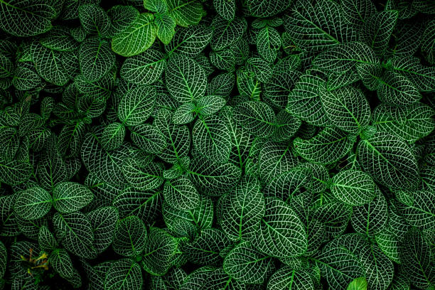 istock closeup nature view of tropical leaf background 1280131363