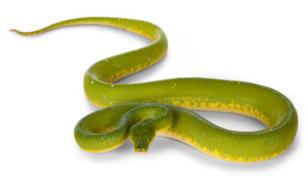 Oviparous Animals Stock Photos, Pictures & Royalty-Free Images - iStock Oviparous Animals Stock Photos, Pictures & Royalty-Free Images - iStock
