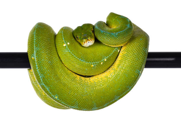 흰색 배경에 녹색 나무 파이썬 - green tree python 뉴스 사진 이미지