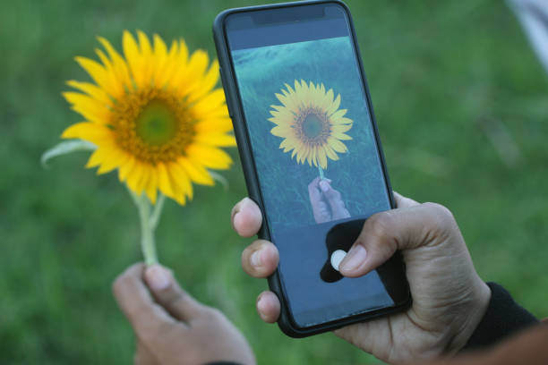 istock Young woman hand capturing sunflower with phone camera. 1280132877