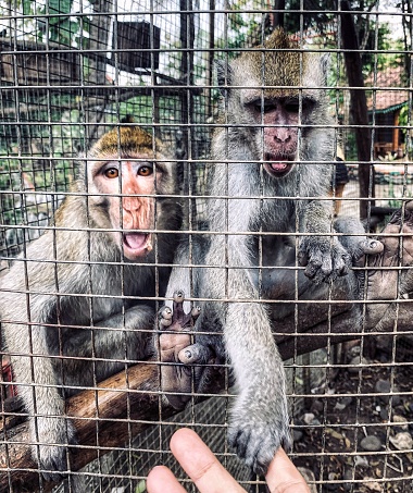 Two grey monkeys in a cage hold human hand.