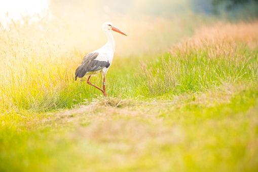 White stork (Ciconia ciconia) bird with distinctive white and black feathers searching for food in a meadow during summer.