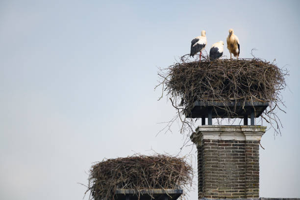 White stork (Ciconia ciconia) bird with distinctive white and black feathers resting on a chimney of a old house during summer.