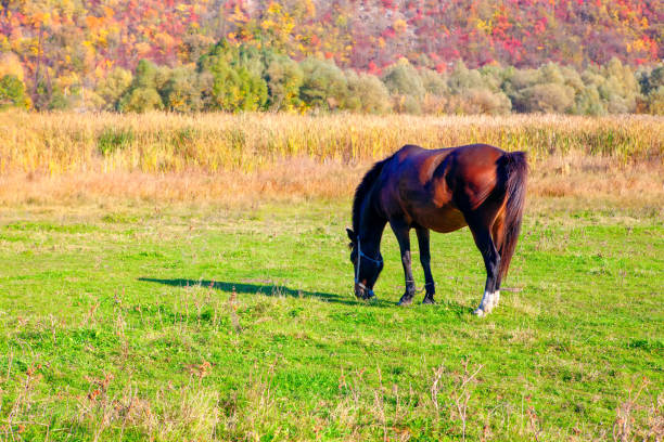 istock Brown horse at pastureland 1280133596