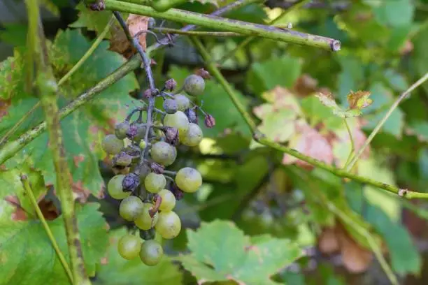 Photo of Plant disease Peronospora (Plasmopara viticola) also known as grape downy mildew.