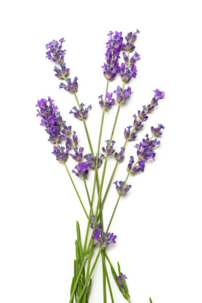 istock Lavender flowers on white background. High quality photo 1280136308