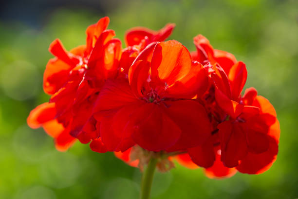 istock geranium flower in a garden 1280139182