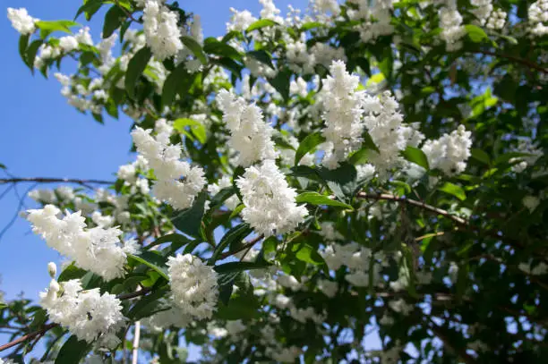 Deutzia scabra white pink double flowers in bloom, beautiful flowering ornamental shrub with green leaves, fuzzy Crenate Pride-of-rochester