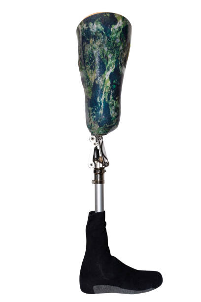 A prosthetic leg with a green leg socket and a black sock, isolated on a white background with a clipping path, the foot turned right.