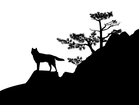 wild wolf standing at rock cliff with conifer tree - wilderness scene black and white vector silhouette design