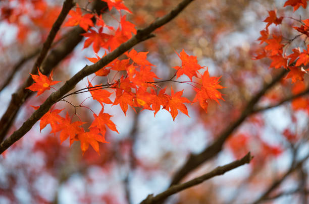 Red maple leaf close-up photo on autumn forest background in Korea