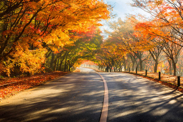 paysage d’automne. tunnel et route colorés d’arbre d’érable. parc national de naejangsan, corée du sud. - autumn street single lane road tree photos et images de collection