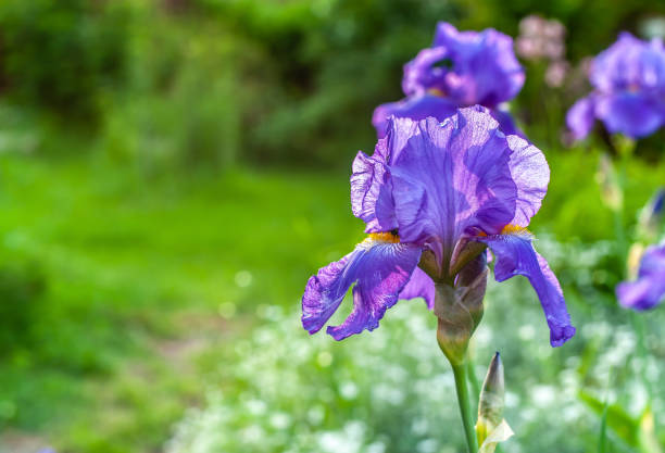 istock Single purple sharp closeup iris flower on blurry green garden background with placeholder, sharp flower 1280143304