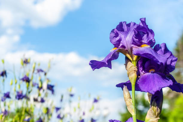 Hohe Bart-Schwertlilie (Iris x barb.-elat. 'Frühlingskleid')