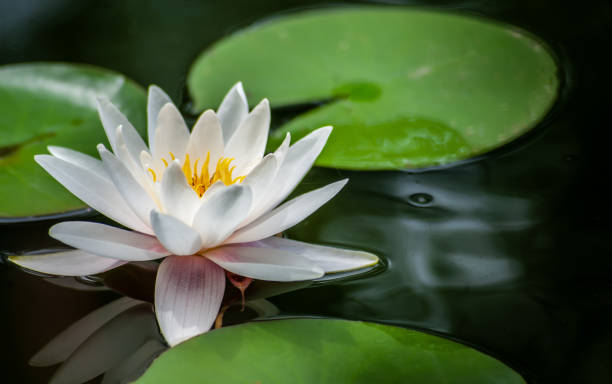 istock Single clean ideal white nymphaea or water lily one flower macro shot and green leafs in water of garden pond 1280143763