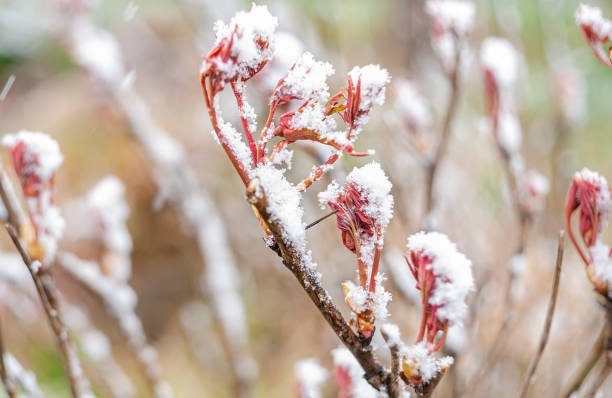 nahaufnahme von schnee auf den ersten jungen sprossen auf pfingstbusch, früher frühling auf unklarem, verschwommenem hintergrund - flower snow winter close up stock-fotos und bilder