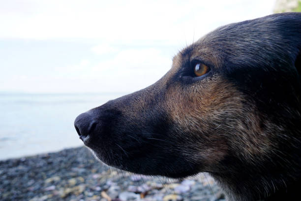 A beautiful dog, a young shepherd dog thoughtfully lies on the seashore and looks attentively towards the water
