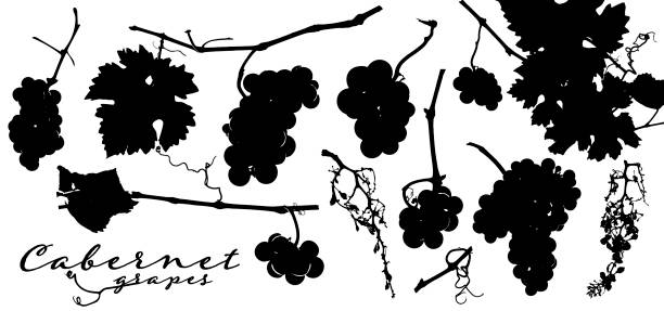 포도 무리, 포도 나무 잎과 포도원 가지의 실루엣. - grape bunch cabernet sauvignon grape isolated stock illustrations