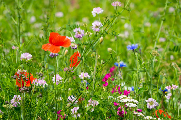 istock Blooming plants in the meadow 1280146035