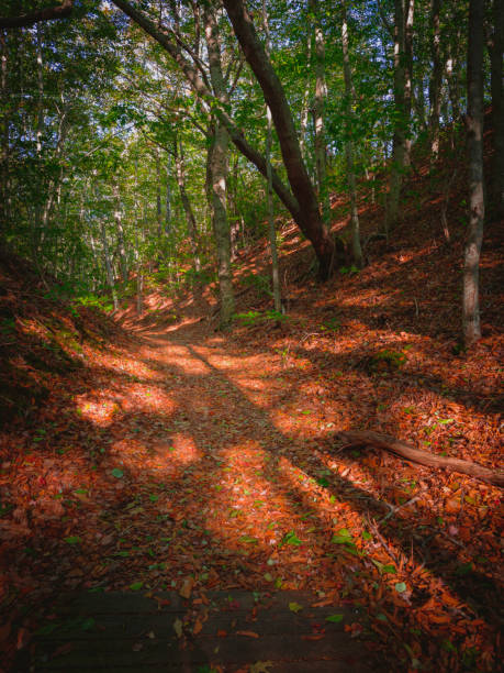 istock Fallen brown leaves and tree shadows on the walking trail in the woods in fall on Cape Cod 1280148450