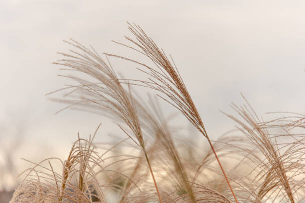 istock Japan background with reeds waving on backlight in the sunset moment 1280148603