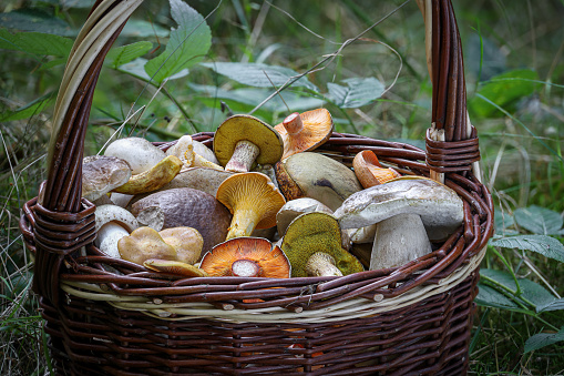 Wicker basket with edible mushrooms in grass - Czech Republic, Europe