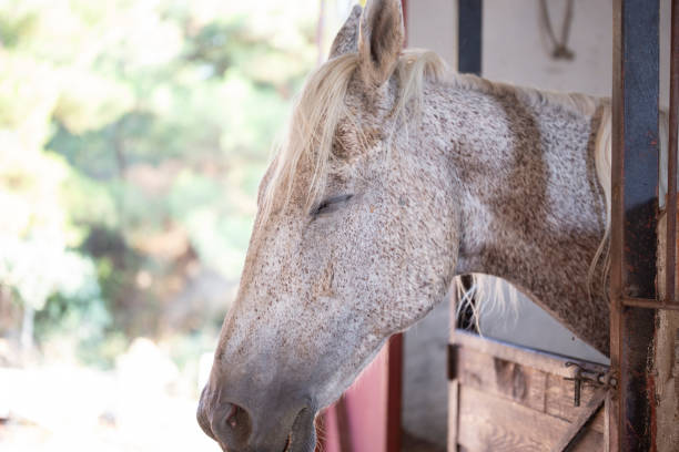 white horse. - animal black brown canine imagens e fotografias de stock