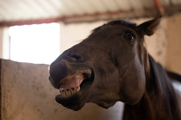 funny horse. - animal black brown canine imagens e fotografias de stock