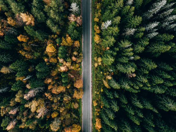istock Aerial view of road in beautiful autumn forest 1280150121
