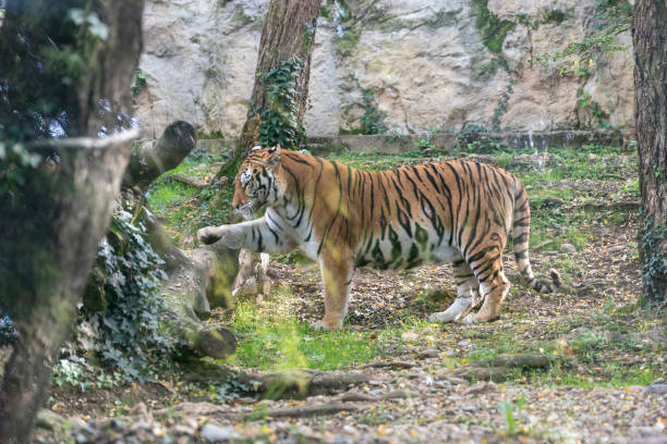 istock Tiger walking on the ground among trees 1280150714