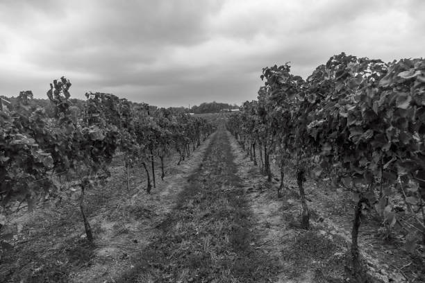 istock Landscape of a winery 1280150743