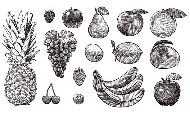 Vector drawings of various fruits Old style illustration of fruits. There is pineapple, raspberry, plum, pear, peach, orange, grapes, kiwi, lemon, mango, strawberry, bananas, cherries, bilberry, and apple. fruit drawings stock illustrations