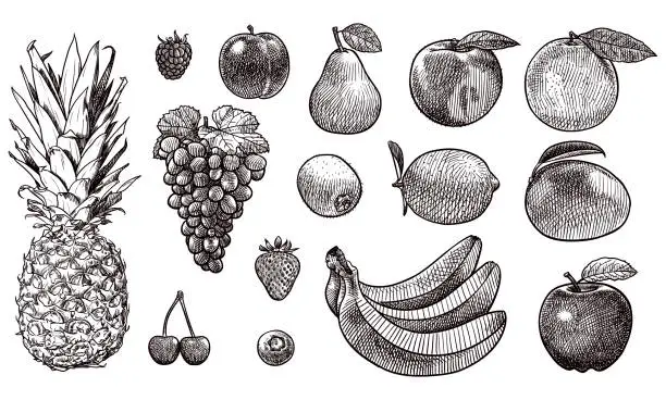 Vector illustration of Vector drawings of various fruits